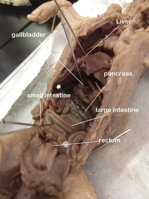 Digestive - Fetal Pig Dissection