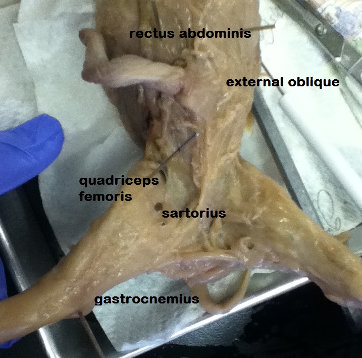 Muscular - Fetal Pig Dissection